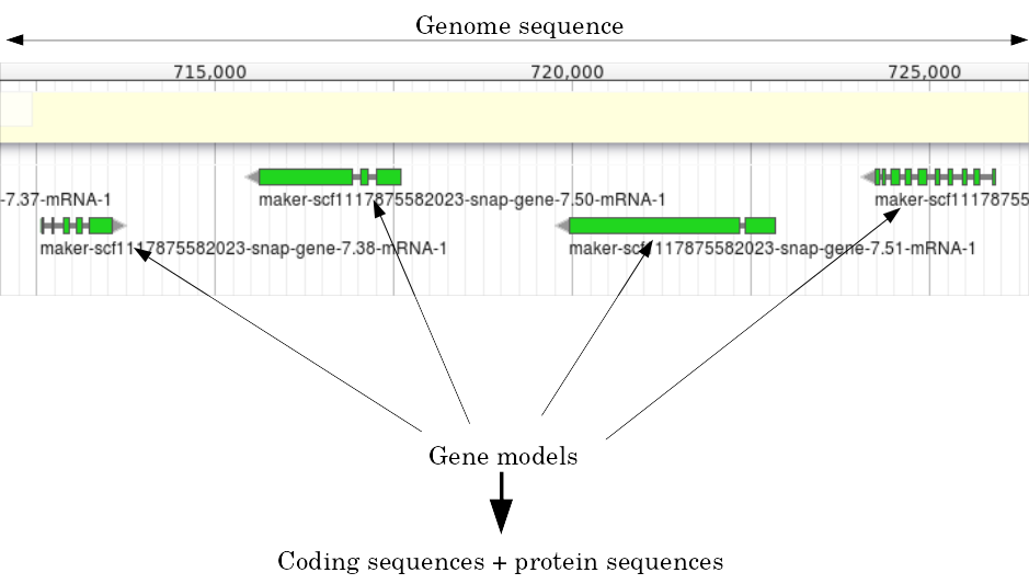 Screenshot of apollo, with genome sequence at the top, and several gene models shown below. These gene models are coding sequences + protein sequences.