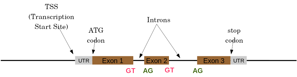 The previous cartoon of a eukaryotic gene with TSS pointing to the UTR, the ATG codon at exon 1, the three exons, and a final UTR. The letters GT appear at the end of exons 1 and 2, and AG appear at the beginning of Exon 2 and 3, indicating where it will be spliced.