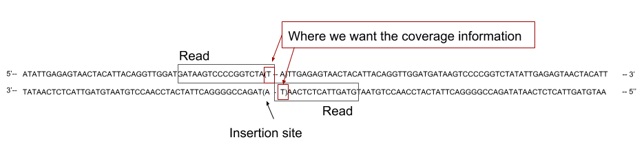 The read align to the genome with its 3' end covering half of the TA site