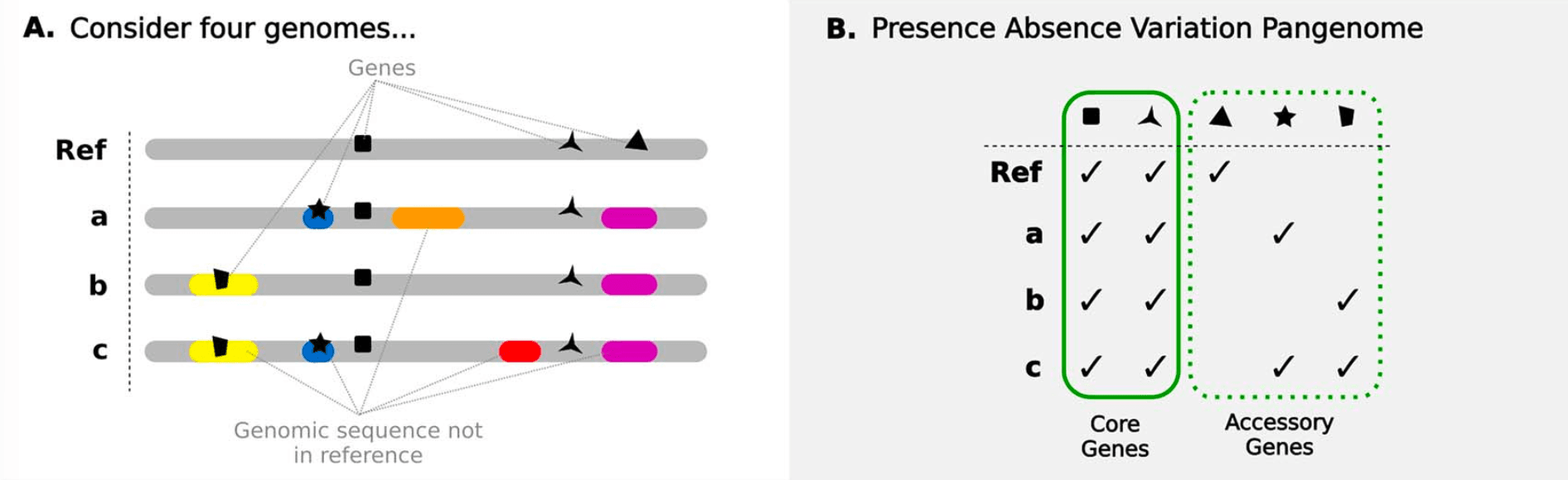 Presence-Absence Variation Pangenome