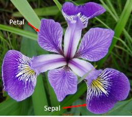 Iris flower image showing Petal and Sepal. 