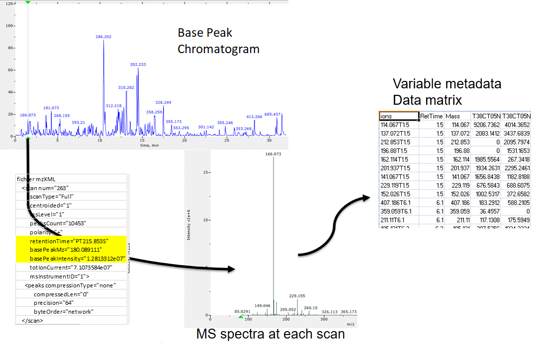 Picture representing steps from the raw data to the peak table, each step being linked to the next one by an arrow. Step 1 is a graphic showing a TIC for on sample. Step 2 is a part of an XML file where fields as retention time, base peak m/z, and base peak intensity are noticeable. Step 3 is an example of MS spectrum with the mention that an MS spectrum can be found at each scan. Step 4 (last one) is a part of a spreadsheet table listing ions in lines with 2 "retention time" and "mass" columns, plus columns of intensities (one per sample).