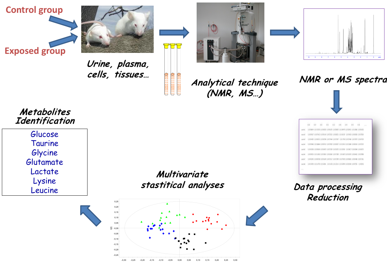 A chart shows an exposed and control group, different tissues being extracted and analysed with NMR, MS, etc. The spectra is processed to reduce the data, and multivariate statistics are done to identify metabolites like glucose, taurine, glycine, etc.