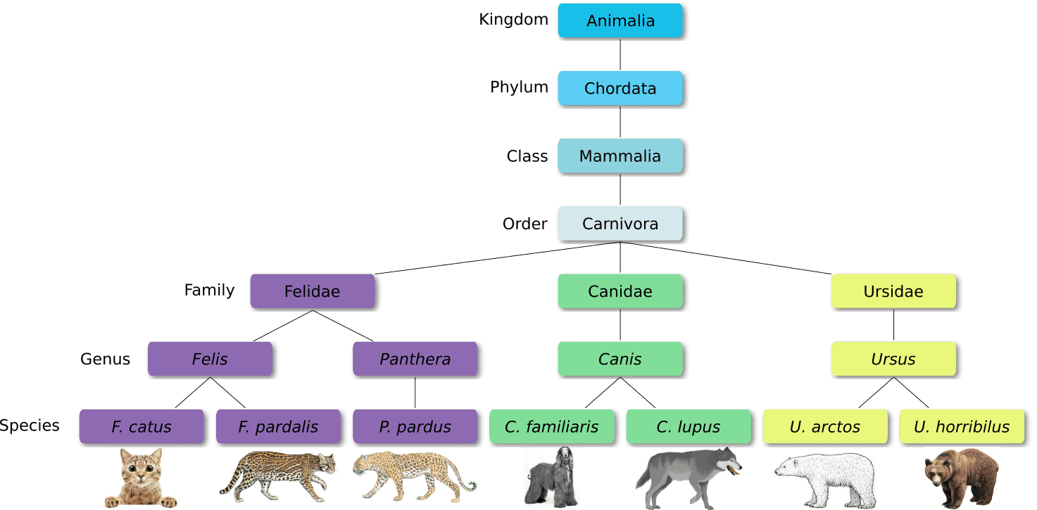 Animalia Taxonomy Tree