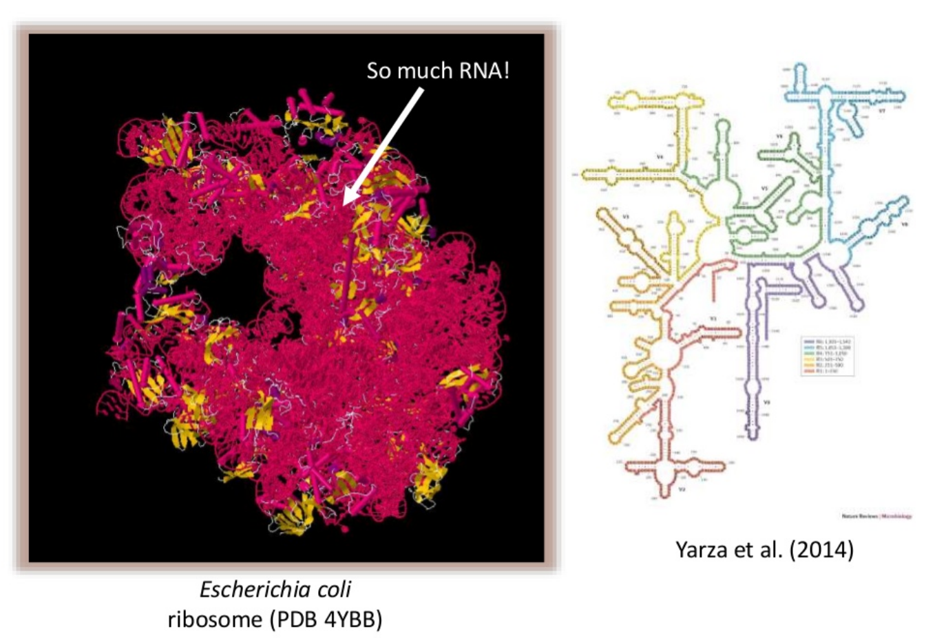 left is picture of e. coli ribosome with "so much rna" written, right is the RNA structure in a diagram