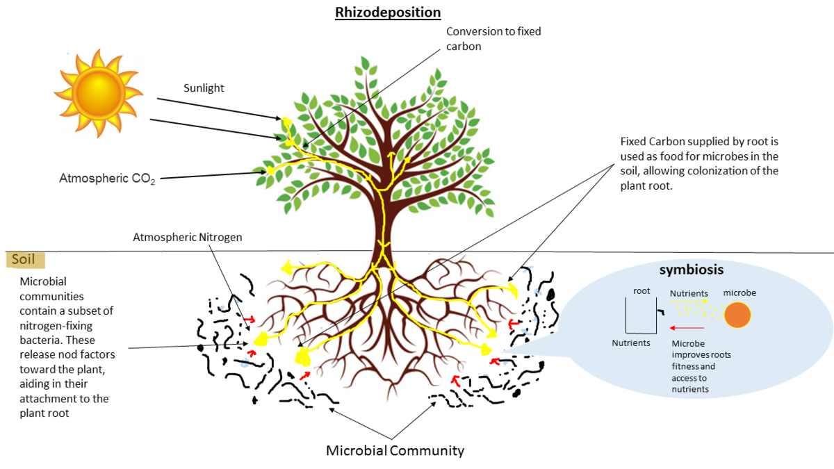 Rhizodeposition: image of a tree converting sun and co2 into fixed carbon used as food for soil microbes.