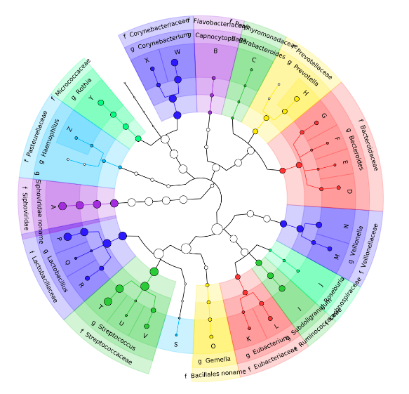 Colourful cladogram which begins from the center and expands outward with the lineage of the samples. Each sector of the chart is coloured differently for each group of genus and spieces. E.g. streptococcus streptococcaceae has three different leafs of the cladogram tree.