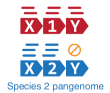Regions x 1 y in red and x 2 y in blue are shown, the pangenomes of each of the red and blue species are shown. Reads map to most segments of the pangenome.