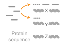 Reads are shown matching against portions of protein sequences of X, Y, Z