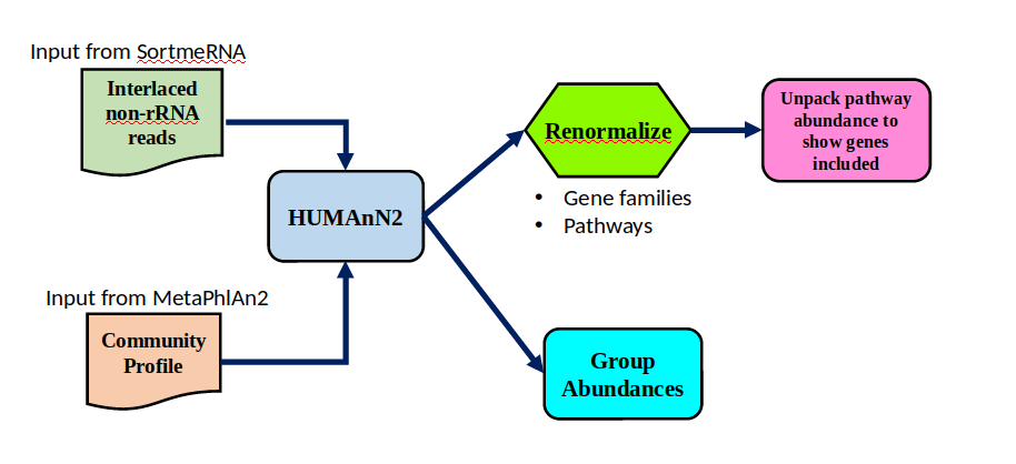 functional analysis workflow schematic
