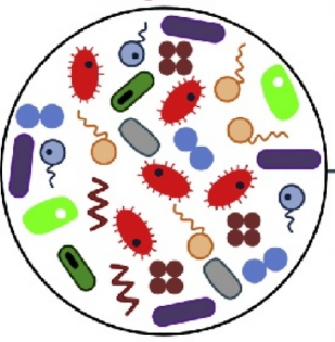 Cartoon of several differently coloured and shaped microbes in a circle.