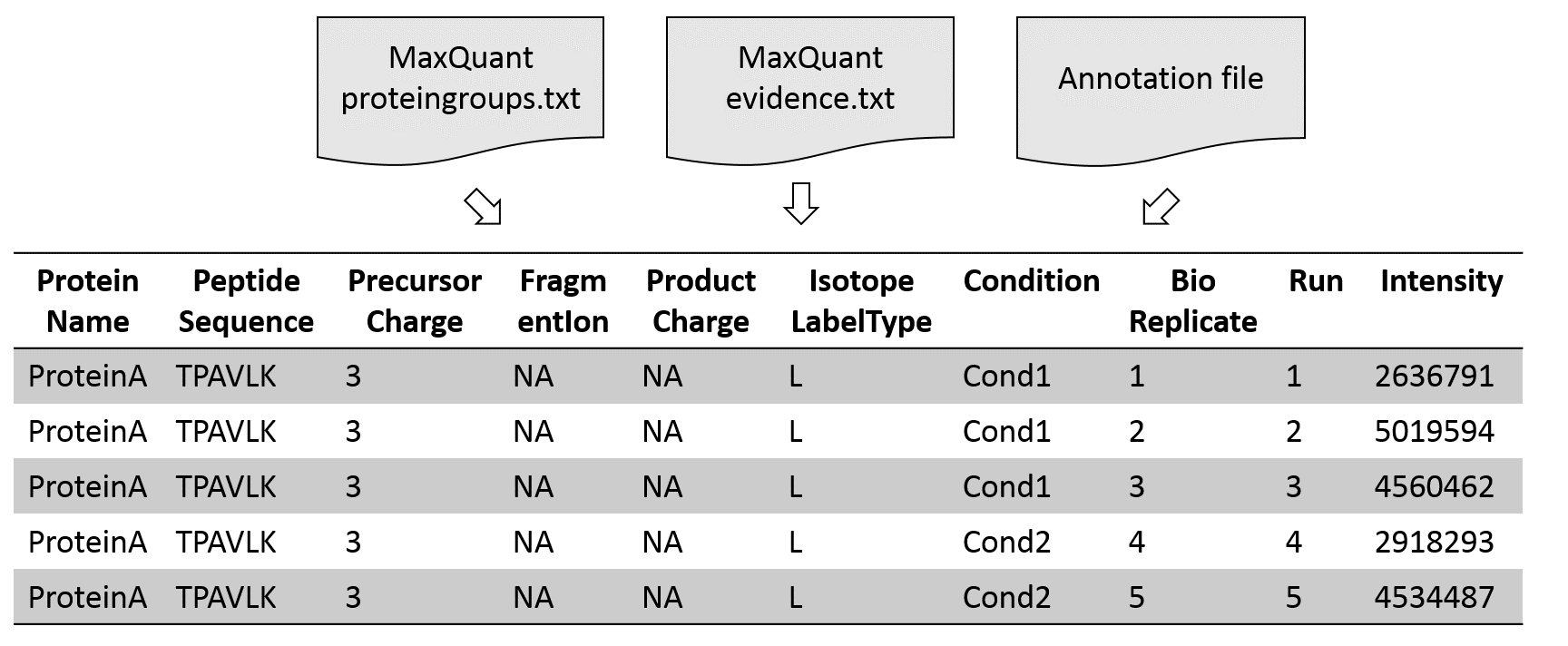 three files, max quant protein groups.txt, evidence.txt, and annotation file go into a large table with proteinA and several different run intensities.