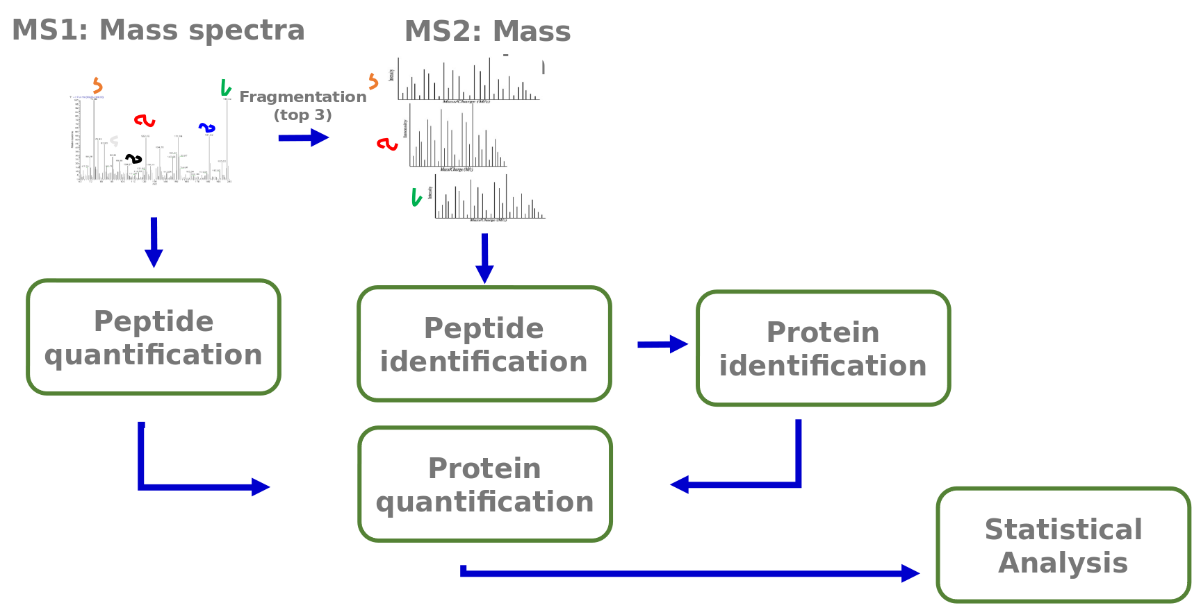 the MS1 and MS2 mass spectra go into this workflow. The ms1 goes through peptide quantification. the MS2 goes through peptide identification and then protein identification. everything goes to protein quantification and statitstical analysis.