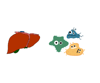 Colourful blobs next to what might be a liver