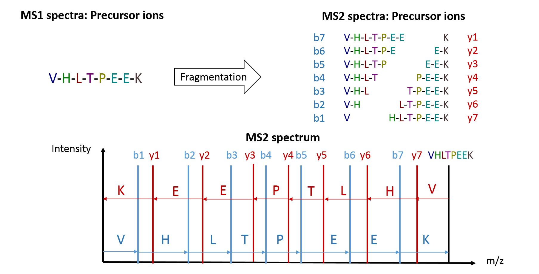 MS1 spectra with precursor ions are fragmented, an example sequence is given. On the right we see different fragments for each potential cut site in the sequence. Below the MS2 spectra show numerous lines which sum up to the m/z of the entire sequence and have individual peaks for each of the individual subsequences of the protein.