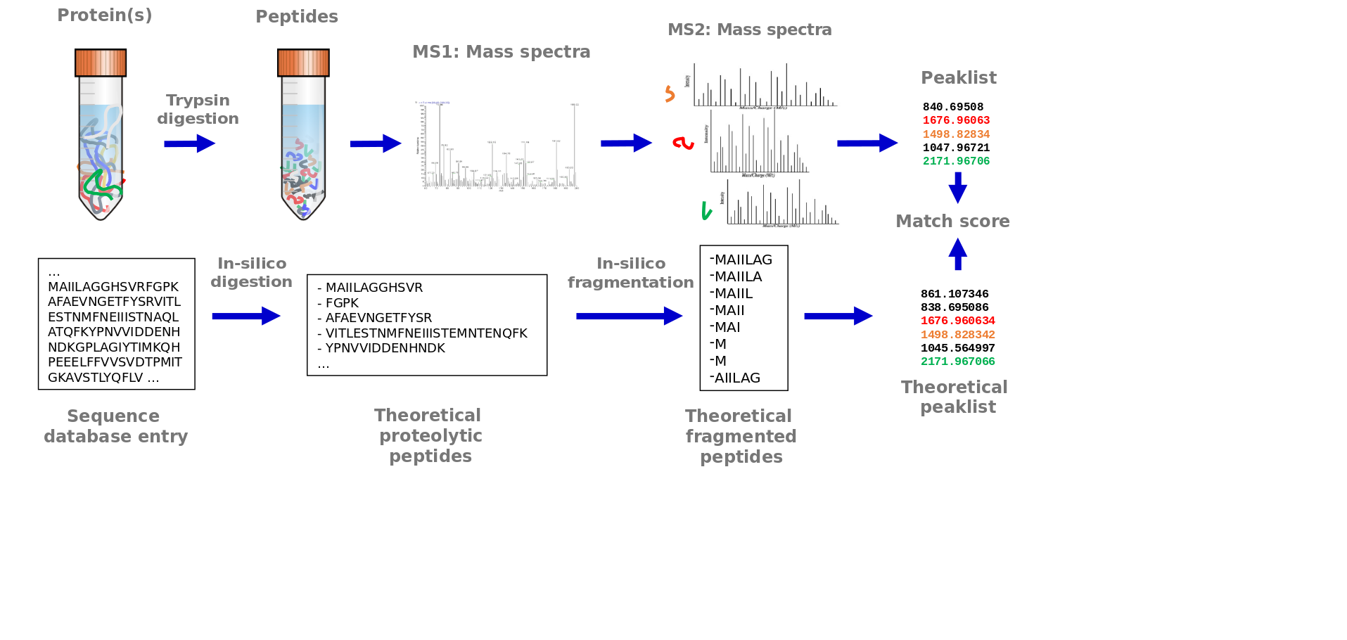Flowchart again, proteins go to peptides go to MS1 to MS2 to a Peak List. Below a sequence database entry goes through in-silico digestion and theoretical fragmentation, producing a theoretical peaklist which is matched against the previous peaklist.