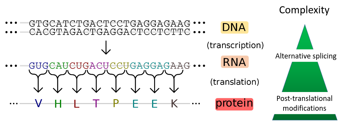 Schematic overview of proteomics, dna is transcribed to rna which is trnalsated to protein. The complexity is shown increasing at every step from minimal with dna, alternative splicing showing in the RNA, and then finall post translational modifications at the protein.