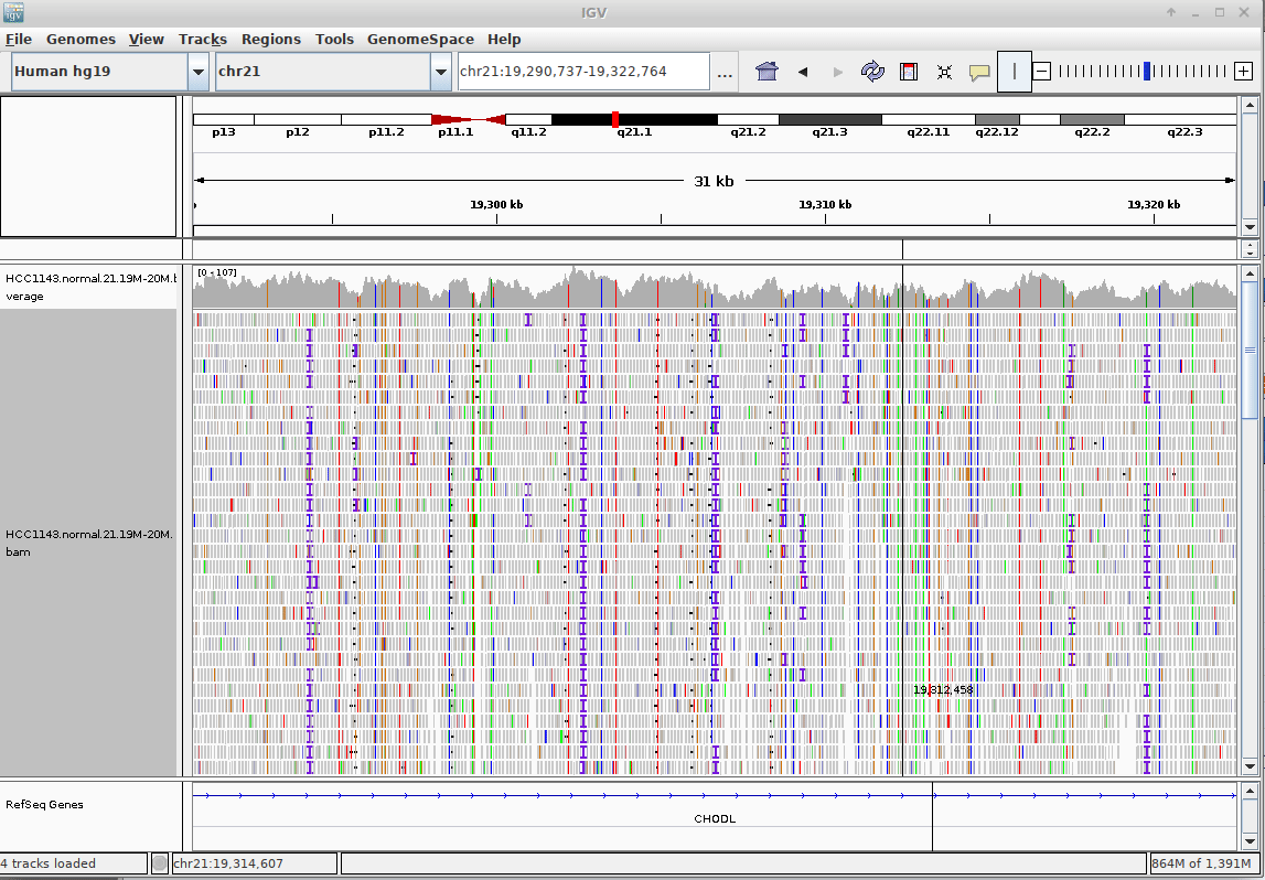 IGV Genome Browser