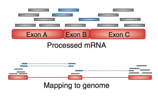 Mapping RNA