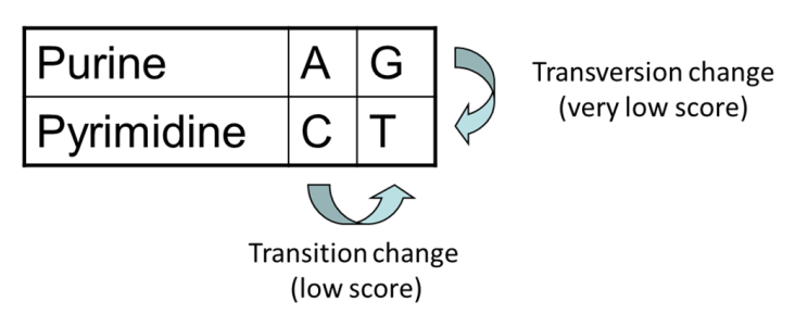 Transitions vs transversions