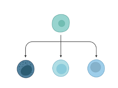 Scheme of one cell differentiating into three different types
