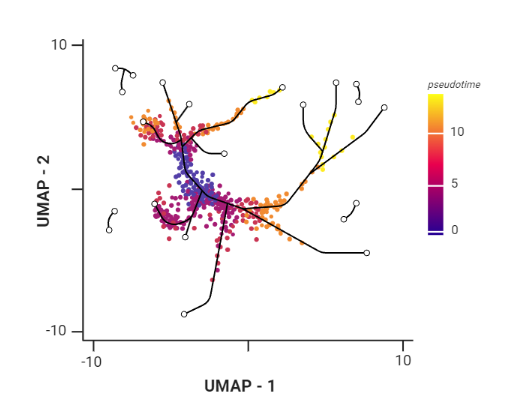 A graph with axis labels ‘UMAP’, showing the cells ordered in pseudotime along learned trajectory path. Pseudotime goes through range of colours to depict progress through the transition: dark blue meaning root cells, yellow meaning end cells.