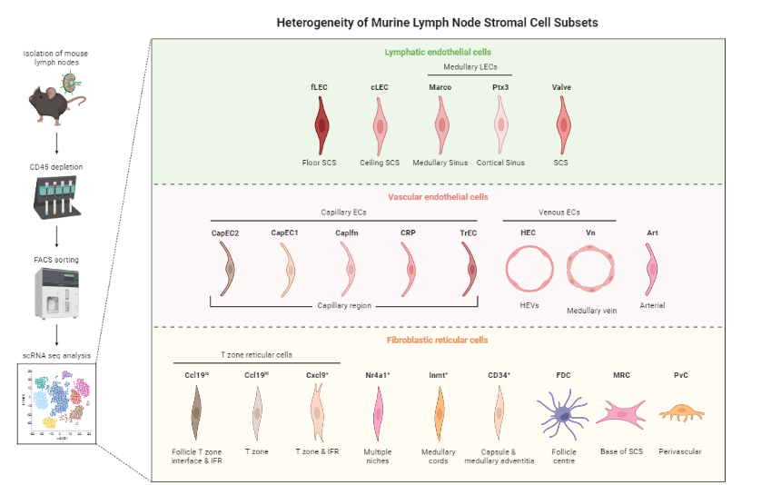Experimental workflow summarising the identification of diverse lymph node stromal cells by single-cell RNA sequencing. 1) taking sample from a mouse, 2) CD45 depletion, 3) FACS sorting, 4) scRNA seq analysis (a graph showing clustered cells), 5) magnified scheme showing the multiplicity of cells that can be identified, in this case within llymphatic endothelial cells, vascular endothelial cells, fibrobastic reticular cells