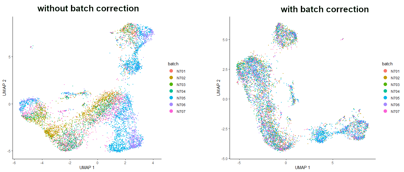 Left image showing dataset before batch correction: upper and lower right branches mostly consist of N705 and N706. Right image showing the dataset after batch correction: the cells from all the samples are evenly spread throughout the whole dataset.