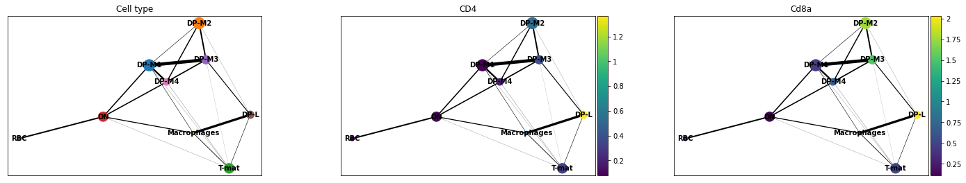 Plots generated using PAGA based on cell types,  CD4 and Cd8a genes expression. Graph nodes connected to each other.