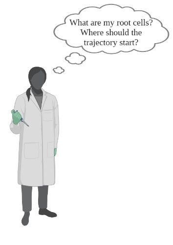 Biologist with a speech bubble, saying ‘What are my root cells? Where should the trajectory start?