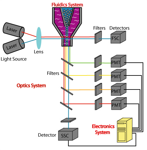Cartoon of a fluidics system with two lasers pointing through the fluidics system and filters and detectors detecting the amount of light reflected out of the system with an optics system. This goes through a detector to an electronics system.