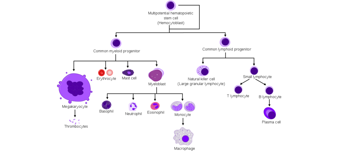 Cell Differentiation of Hematopoietic Stem cells. 