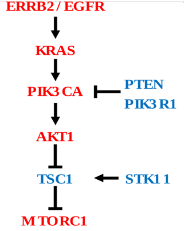 pi3k_pathway. 