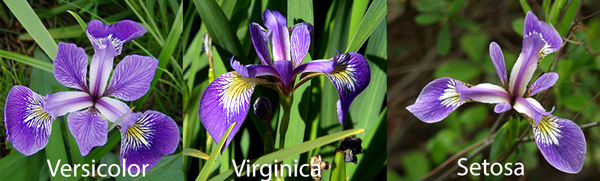 3 species of iris flowers. 
