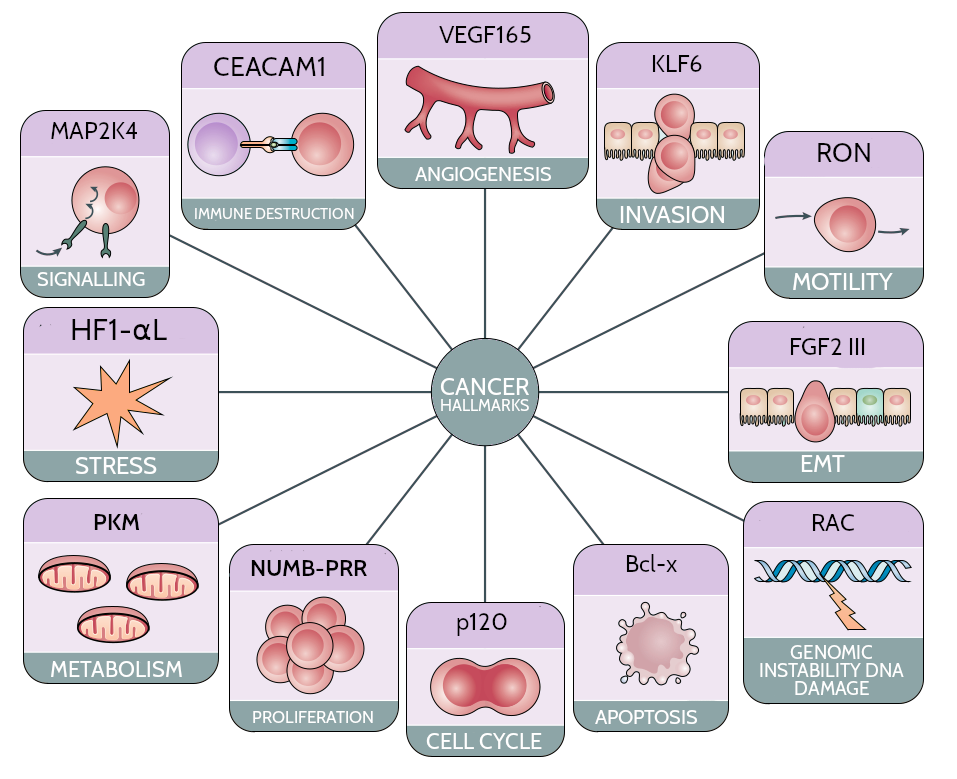 Figure 01. Examples of cancer splicing dysregulation on cancer hallmarks. 