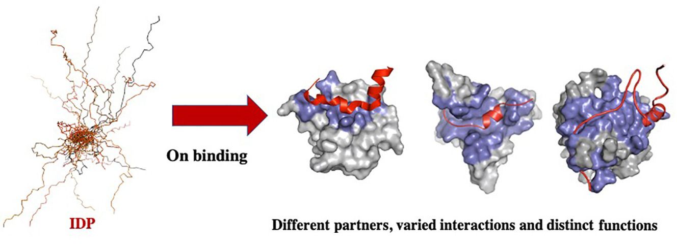 Intrinsically disordered proteins/regions and insight into their biomolecular interaction.