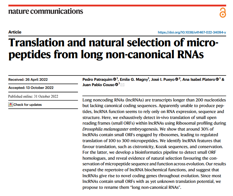 Translation and natural selection of micropeptides from lon non-canonical RNAs.