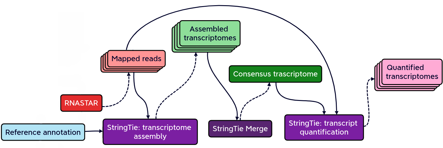 Transcriptome assembly and quantification with StringTie. StringTie is a fast and highly efficient assembler of RNA-seq alignments into potential transcripts.