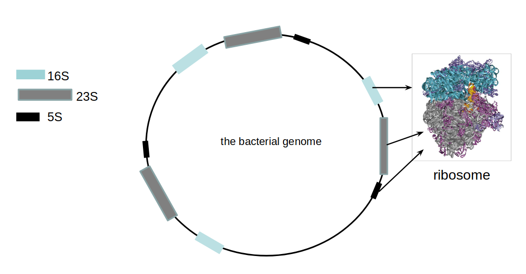 overview of the bacterial genome