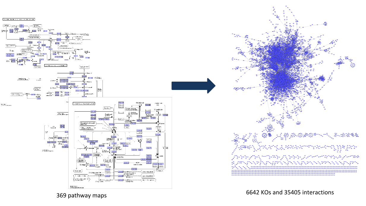 369 pathway maps are reduced into 6642 KOs and 35405 interactions in a giant messy graph.