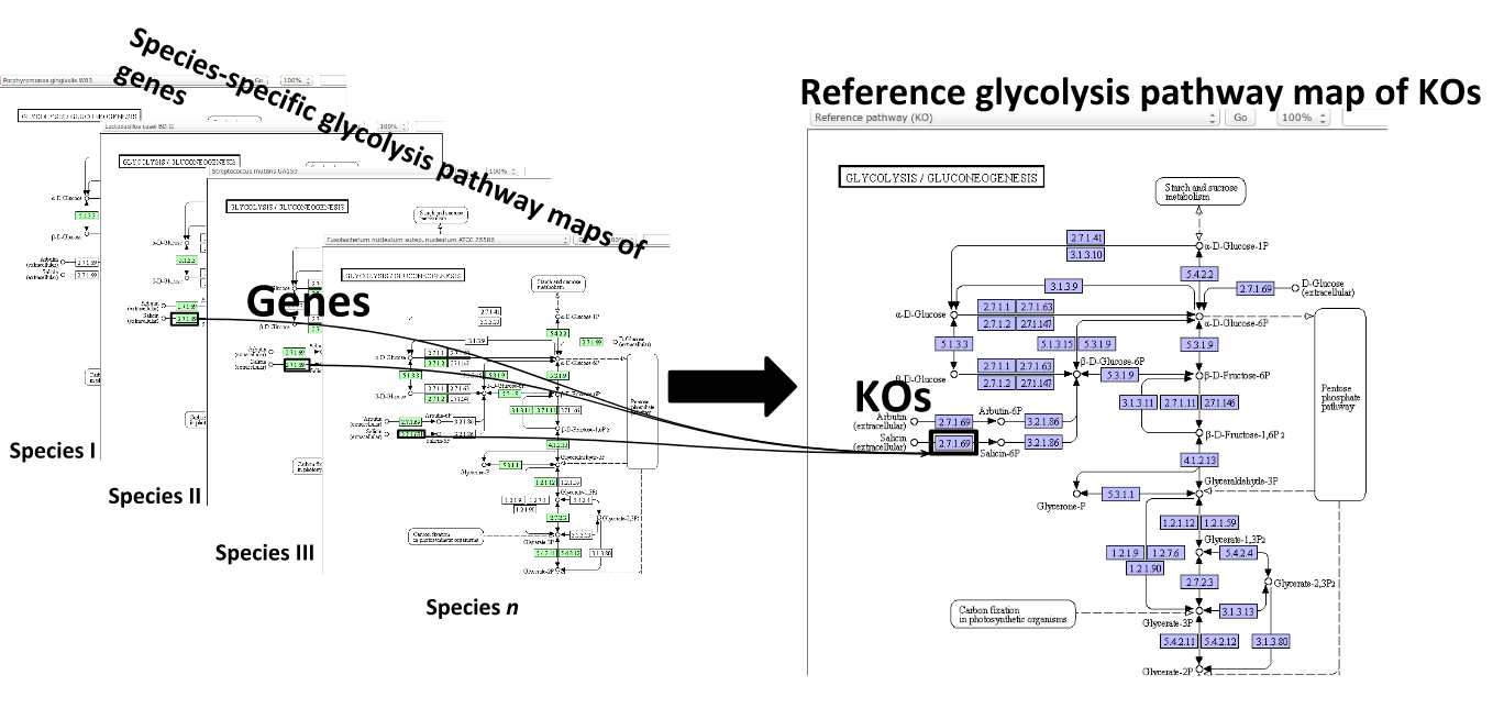 KEGG KO groups showing pathways from Species 1 and species 2. Different portions of the pathway are highlighted. 