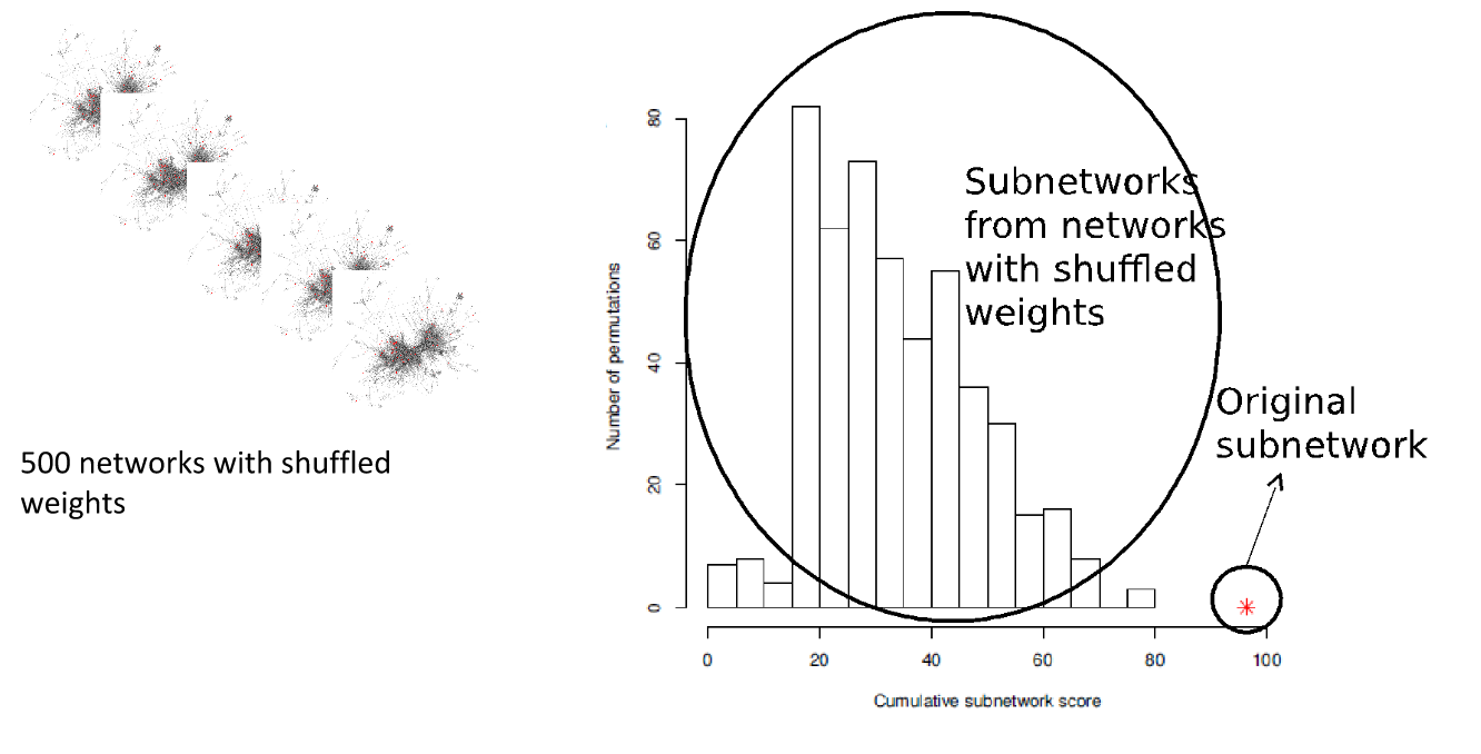 500 networks with shuffled weights were produced, a graph shows the subnetworks from networks with shuffled weights having low cumulative subnetwork scores, while the original subnetwork has a high score.