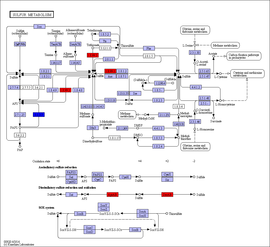 sulfur metabolic pathway