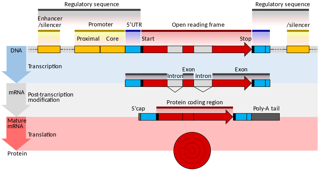 The structure of a eukaryotic protein-coding gene