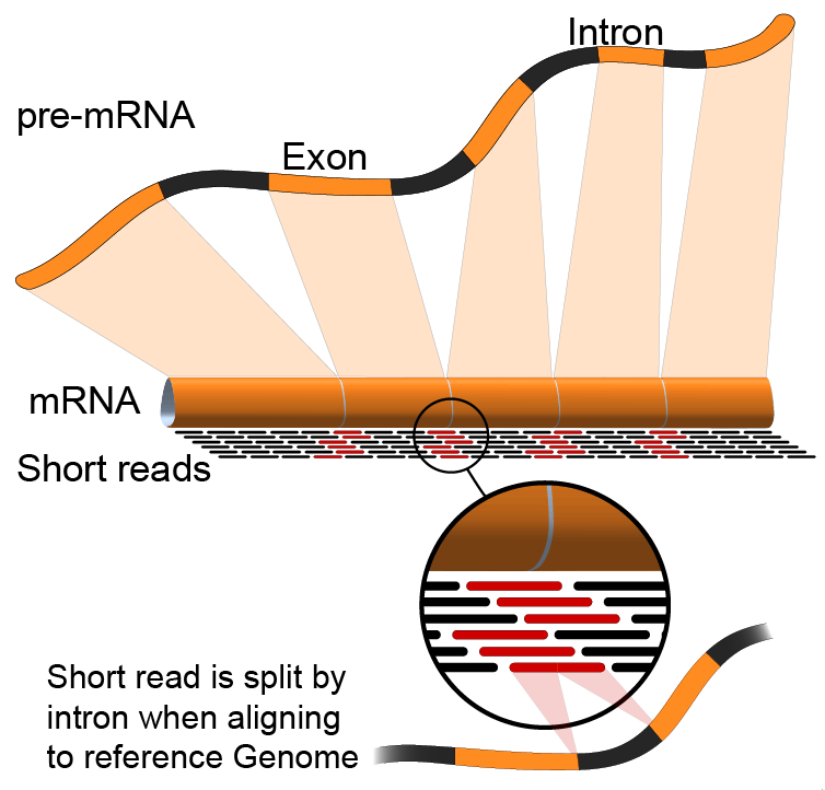A cartoon of a pre-mRNA, intro and exons. These map to an mRNA and short reads are shown piled up against the mRNA. The short read is splity by intron when aligning to a reference genome.