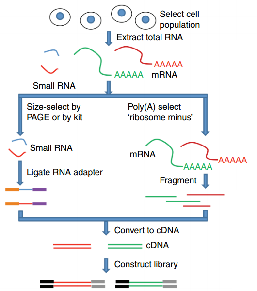 select a cell population and extract total RNA is shown at the top. Small RNA are size selected by PAGE or kit, an adapter ligated, and converted to cDNA. Or poly(a) selects ribosome minus, and those mRNA are fragmented, and converted to cDNA. In both cases the cDNA becomes a library for sequencing.