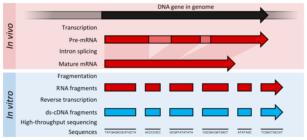 Summary of RNA-Seq principle. In vivo transcription, pre-mRNA, intron splicing all rpoduce a mature mRNA. In vitro this is fragmented into RNA fragments, reverse transcribed into double stranded cDNA and then sequenced.