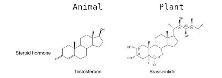 role of brassinosteroids