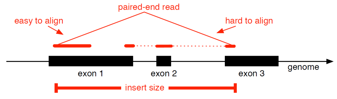 The same cartoon again, but now it is shown split up by introns, and one of the paired end reads is split across three exons, so it is hard to align.