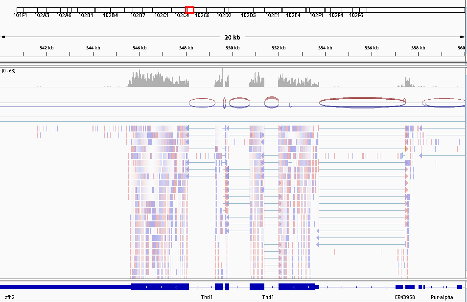 Screenshot of the IGV view on Chromosome 4. 